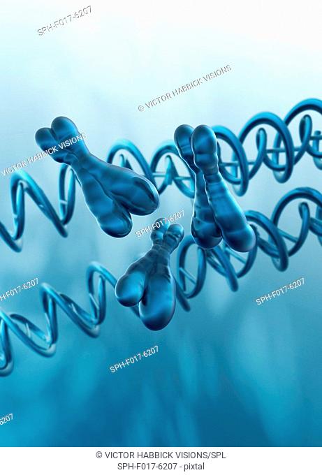X chromosomes and DNA (deoxyribonucleic acid) strand, illustration