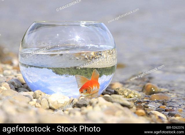Goldfish in glass, on the lake shore, goldfish glass, free