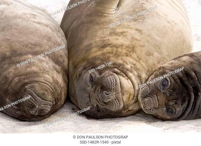 Close-up of three Southern Elephant seals Mirounga leonina, St. Andrews Bay, South Georgia Island, South Sandwich Islands
