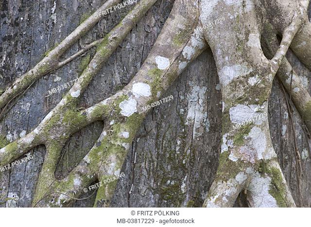 Tree, close-up, Würgfeige, Ficus aurea, Air roots,  USA, Florida, plants, vegetation, fig tree, roots, Stützwurzeln, overgrows, cuts off, bearer tree