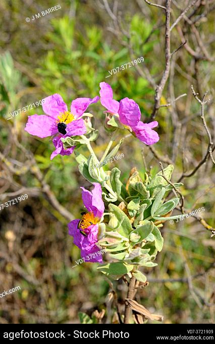 Grey-leaved cistus (Cistus albidus) is a shrub native to south western Europe and north western Africa. This photo was taken in La Albera Natural Park