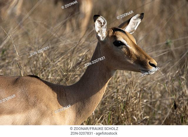 Impala. Krueger Nationalpark, Suedafrika