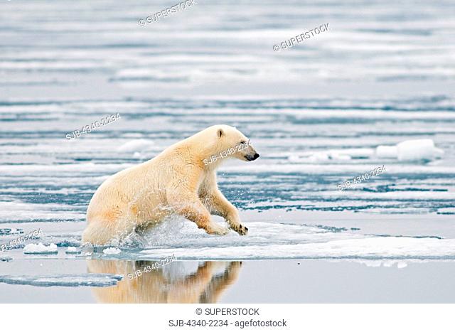 A polar bear Ursus maritimus sow hunts for seals amidst the sea ice floating off the coast of Svalbard, Norway, in summertime