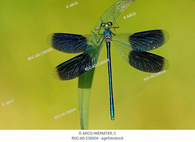 Banded Blackwing, male, Germany / Calopteryx splendens, Agrion splendens