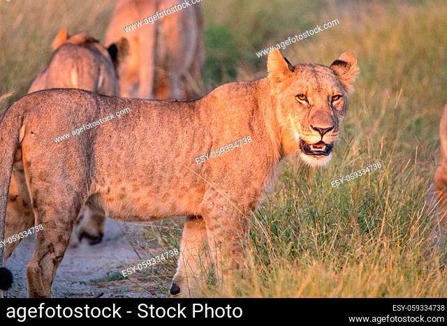 A Lion cub looking at the camera in the Chobe National Park, Botswana
