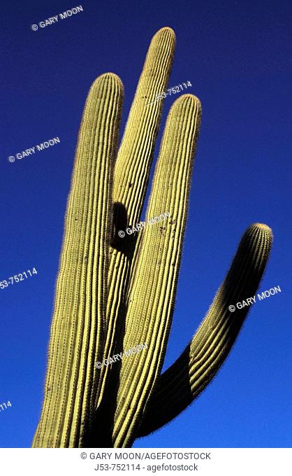 Saguaro cactus detail, Saguaro National Park, Tuscon Mountain District west unit, Tucson Arizona USA
