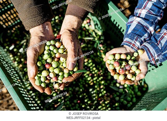 Hands of senior man and boy holding olives