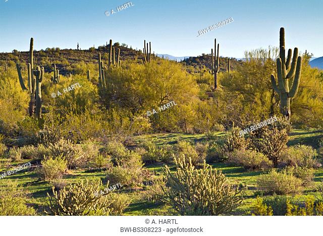 saguaro cactus (Carnegiea gigantea, Cereus giganteus), cacti in Sonora Desert, USA, Arizona
