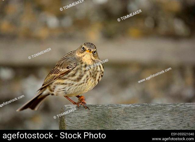 Close up of a Eurasian rock pipit (anthus petrosus) peching on a park bench