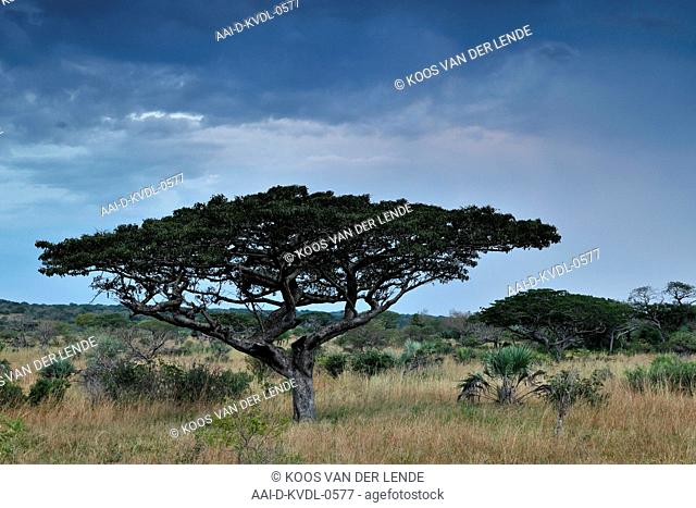 Pod mahogany before rain, Tembe Elephant Park, Maputaland, KwaZulu Natal, South Africa