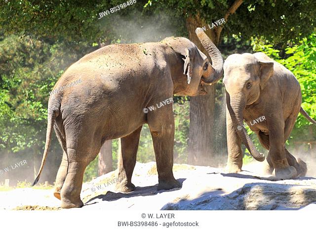 Indian elephant (Elephas maximus indicus, Elephas maximus bengalensis), two elephants take a dust bath
