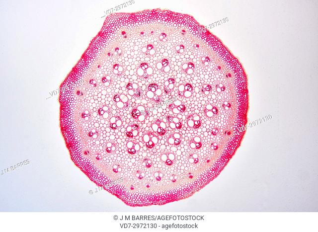 Monocot stem (Smilax aspera) showing epidermis, collenchyma, cortex, parenchyma, vascular bundles, phloem and xylem. Optical microscope X40