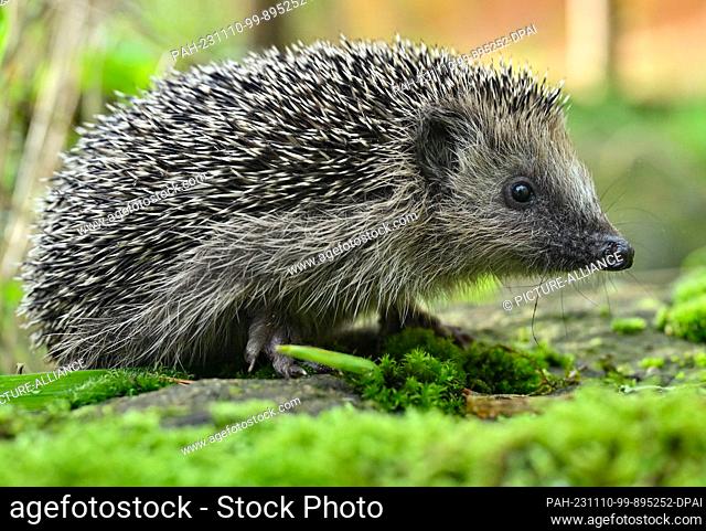09 November 2023, Brandenburg, Neuzelle: The small hedgehog named ""Bärbel"", weighing only around 200 grams, explores the outdoor enclosure at Simone Hartung's...