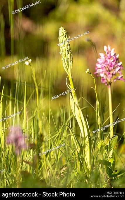 Military orchid, orchis militaris and lizard orchid