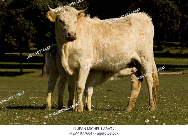 Cattle - Charolais - with calf