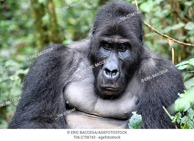 Silverback eastern lowland gorilla portrait (Gorilla beringei graueri) in the equatorial forest of Kahuzi Biega National Park
