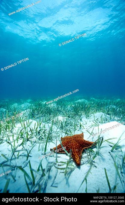 Sea star,  Starfish among sea grass in the shallow waters near Bimini, the Bahamas Date: 11/11/2003  Ref: ZB776-109127-0040  COMPULSORY CREDIT: Oceans...