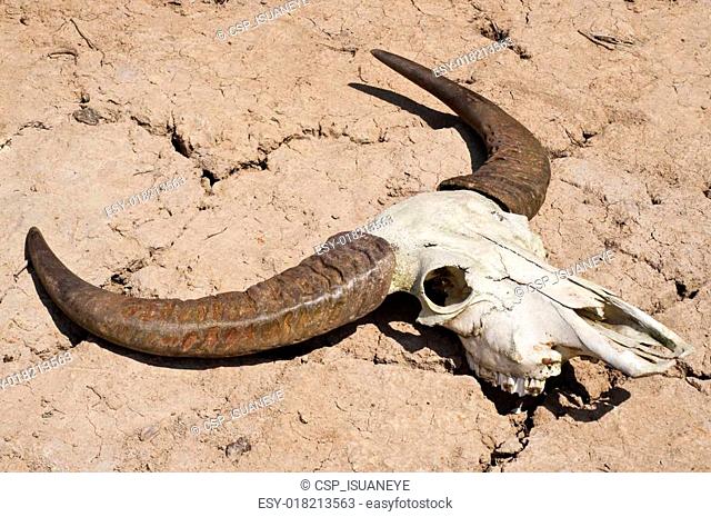Animal Skull In Desert - Only Creative Stock Images, Photos & Vectors |  agefotostock