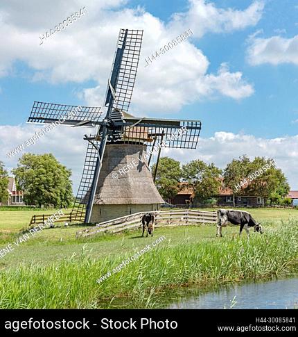 Grazing cows near the drainage mill called De Snip, Workum, Friesland, Netherlands