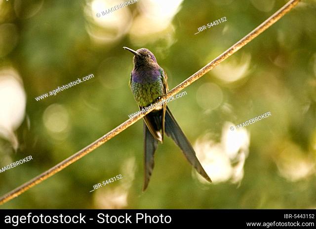 Swallow-tailed Hummingbird (Eupetomena macroura), Brazil, South America