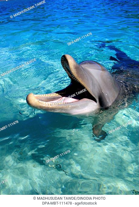 A bottlenose dolphin , Binomial name Tursiops Truncatus , Scientific classification Kingdom Animalia , Phylum Chordata , Class Mammalia , Order Cetacea