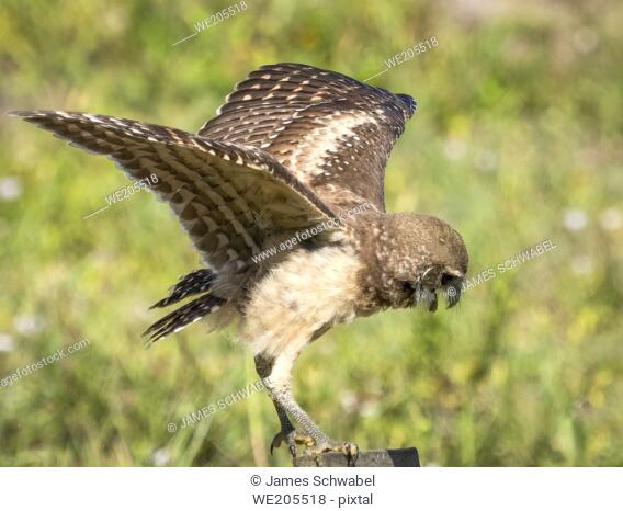 Burrowing Owl landing on perch in Cape Coral in Florida USA