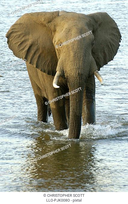 Large bull elephant Loxodonta africana utilises the shallows bellow Mucheni campsite to cross the Zambezi river. Mana Pools National Park, Mashonaland