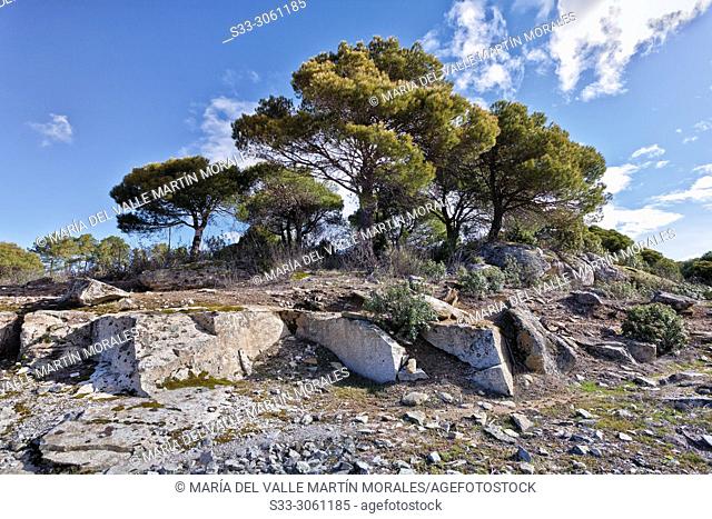 Granite rocks and pines in The Piquillo. Cadalso de los Vidrios. Madrid. Spain