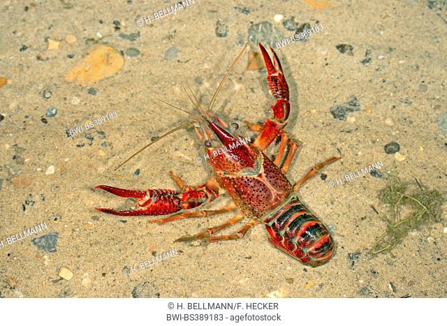 Louisiana red crayfish, red swamp crayfish, Louisiana swamp crayfish, red crayfish (Procambarus clarkii), in shallow water, Germany