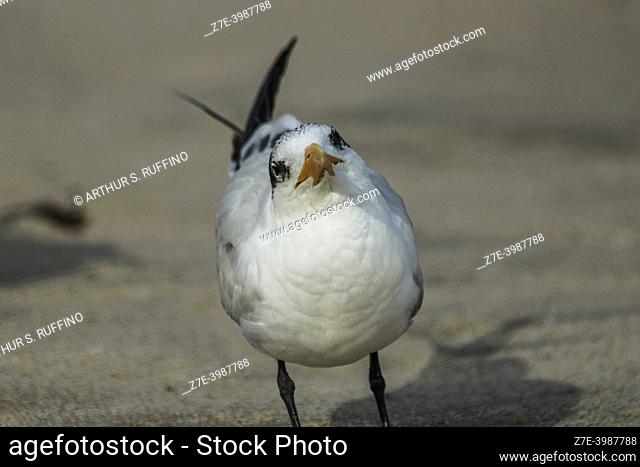 Portrait of a Royal tern (Thalasseus maximus). South Florida, U. S. A. , North America