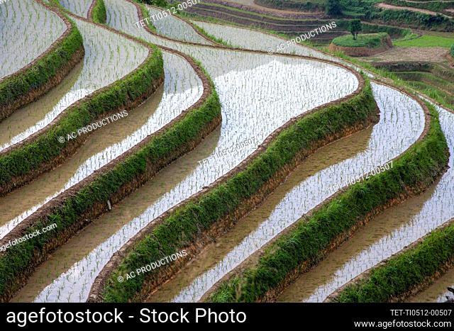 China, Guangxi, Guilin, Longsheng, Terraced rice fields