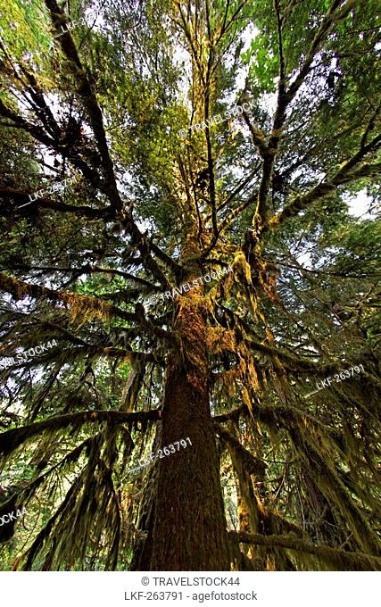 Trees with moos in old groth forest in Cathedral Grove McMillan Provincial Park on Vancouver Island, Canada, North America