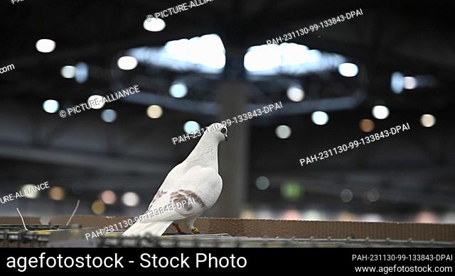30 November 2023, Saxony, Leipzig: A pigeon has escaped from a cage. From December 1 to 3, 2023, the 127th Lipsia Federal Show and the 27th Breed Pigeon Show...