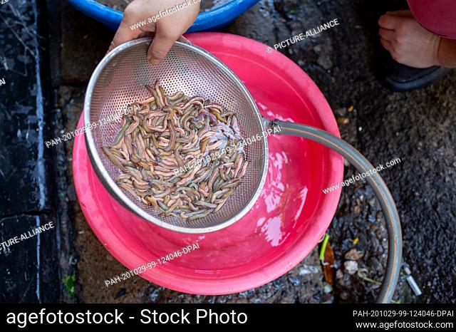 23 October 2020, Vietnam, Hanoi: Palolo worms from the sea are washed before they are processed into worm omelettes. On Hang Chieu Street in the Old Quarter of...