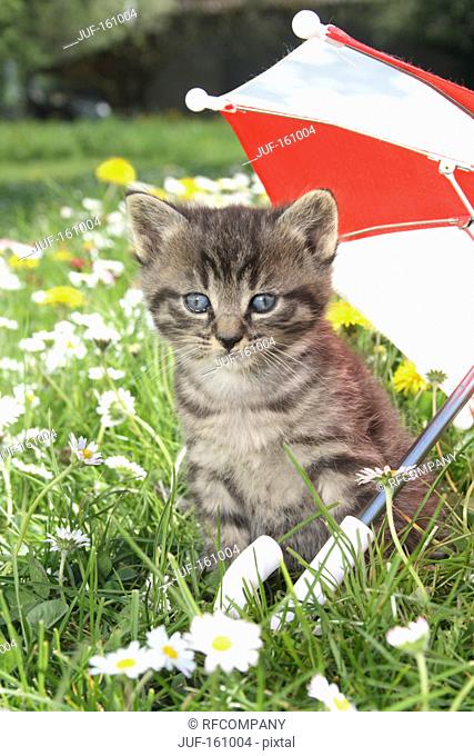 tabby kitten - sitting on a meadow under an umbrella