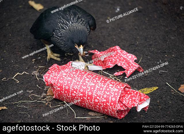 04 December 2022, Hessen, Frankfurt/Main: A Falkland's caracara unwraps a gift in its enclosure at Frankfurt Zoo. The package contains insects