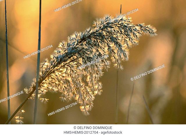 France, Doubs, Brognard flower reed at sunset