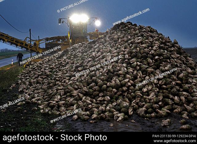 PRODUCTION - 24 November 2023, Mecklenburg-Western Pomerania, Laage: On a field near Laage, sugar beet is loaded at dusk for processing in the sugar factory