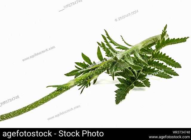 Leafs of poppy, lat. Papaver, isolated on white background