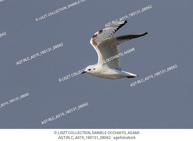 Immature Saunders's Gull in flight, Saunders's Gull, Chroicocephalus saundersi