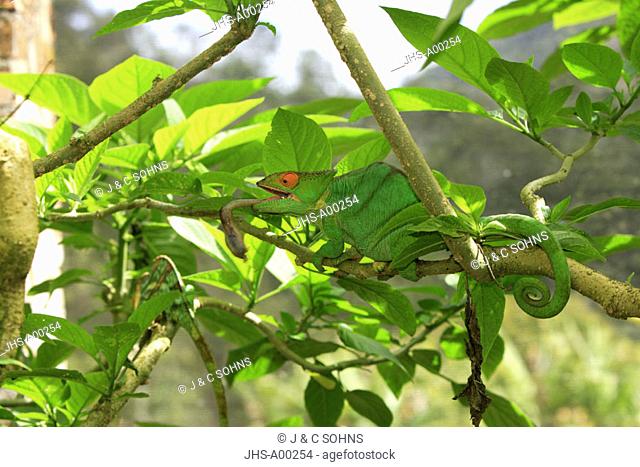 Parson's chameleon, Calumma parsonii, Madagascar, adult on tree