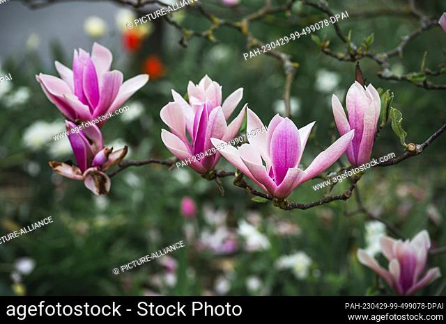 29 April 2023, Bavaria, Coburg: Magnolia flowers growing on a branch. Intermittent showers and isolated thunderstorms are to be expected in many places in...