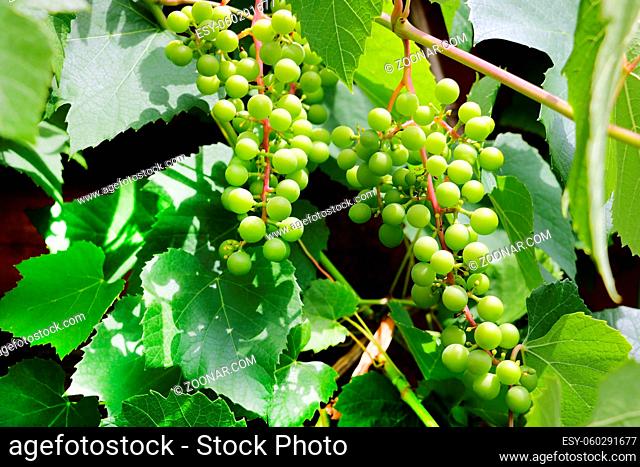 Ripe grapes. Harvest the young wine. The background of green grapes