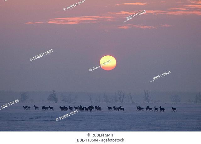 red deer herd on icy plains with red setting sun in winter