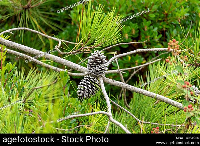 two cones, pine tree, pine trees, france