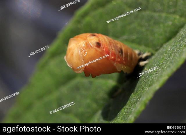 Ladybird (Coccinellidae), beetle hatching from pupa, Germany, Europe