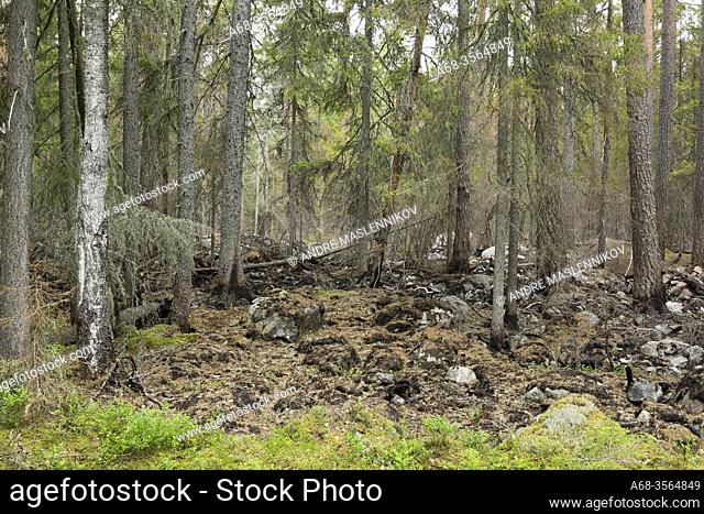 Gräns mellan bränd och orörd skog. Fermansbo urskog, ett naturreservat utanför Ramnäs som delvis drabbades av den stora skogsbranden i Västmanland 2014