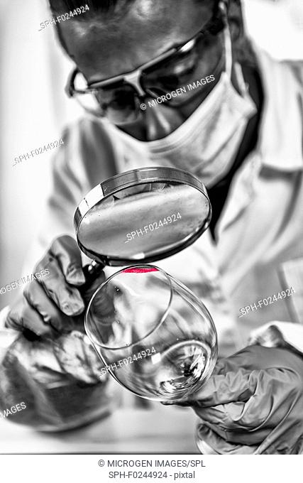 Forensic Evidence examination. Police laboratory analyst examining glass from a crime scene, looking for fingerprints