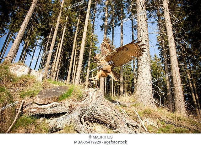 Flying eagle owl