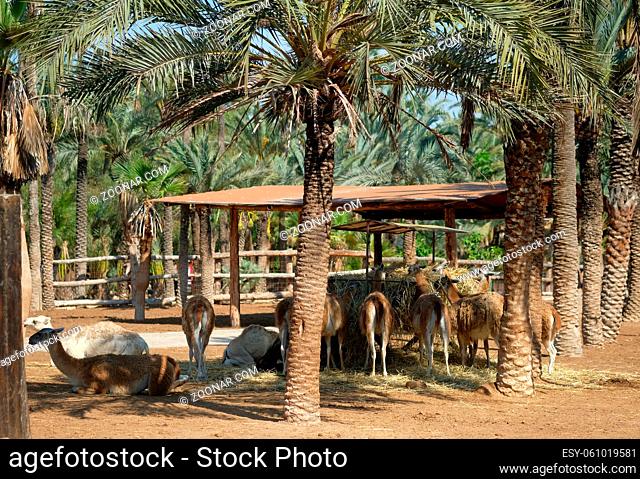Lot of lama animals breeding straw, photo taken in Elche rio safari park, spanish city in Costa Blanca, Spain
